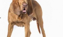 寻血猎犬爆料视频大全最新,揭秘神秘事件背后的真相