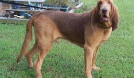 寻血猎犬爆料视频大全最新,揭秘神秘事件背后的真相
